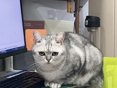 -四月宠物医院·猫专科·心脏专科·内科(转塘店)