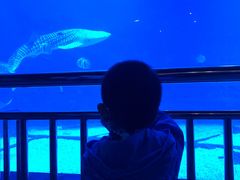 -烟台海昌鲸鲨海洋公园