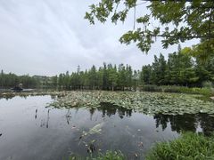-白鹭湾湿地公园