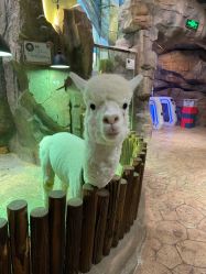 点击看大图 -宝燕乐园(闵行旗舰店)