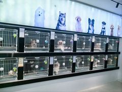 -翊宠yipet猫狗购宠庄园犬舍•猫舍