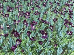 -长春公园(普阳街道)