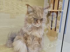 -猫十亿·布偶金渐层·曼基康矮脚猫舍(青年路店)