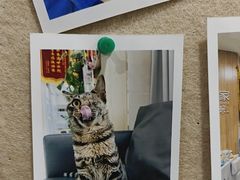 -谐和益家动物医院·免疫绝育·血液透析·宠保定点医院(高新伊藤分院)