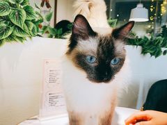 -喵喵咪呀布偶猫咖(春熙路店)