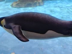 -海合安武汉极地海洋公园
