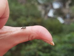 -海南热带雨林国家公园吊罗山景区