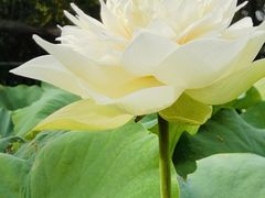 -厦门园林博览苑