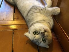 -李小姐の猫咖啡馆(五角场店)