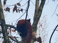 -都江堰中华大熊猫苑