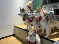 -Husky Go! 哈士奇体验馆·宠物咖啡厅狗咖