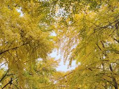 -三里屯东五街银杏大道