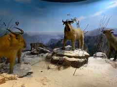 -陕西自然博物馆