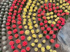 -南山植物园