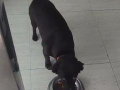 -趣玩宠物乐园寄养训犬训狗游泳池