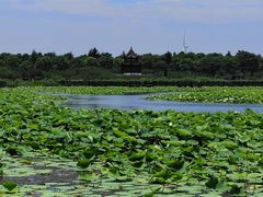 -上海海湾国家森林公园