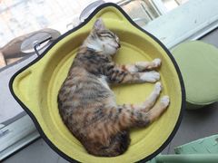 -有猫主题·治愈系猫咖(曾厝垵店)