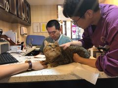 -宠爱国际动物医院·消化内科·心肾内科·ISFM猫友好(望京店)