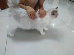-鼓捣猫呢主题猫咖店