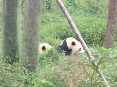 -中国大熊猫保护研究中心雅安碧峰峡基地