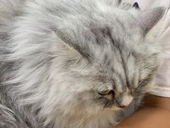 -瑞鹏宠物医院犬猫全科(真大分院)