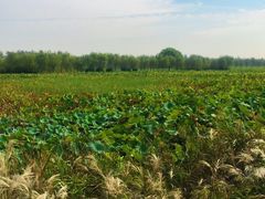 -泗洪洪泽湖湿地景区