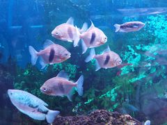 -上海海洋水族馆