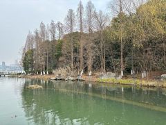 -金鸡湖桃花岛