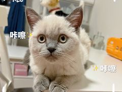 -猫大福·Fortune Cat猫舍(百子湾店)
