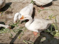 -小鱼草莓采摘园农家乐·小鱼餐厅