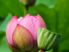 -陈家山荷花公园