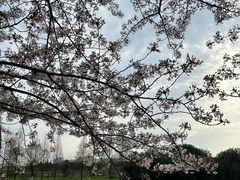 -高东镇樱花园
