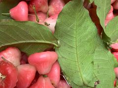 国产莲雾-老炳·七丛松甘草水果