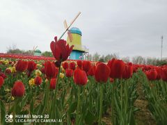 -北京国际鲜花港