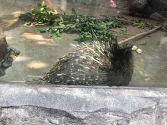 -广州长隆飞鸟乐园
