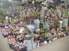 -桂林市花鸟市场