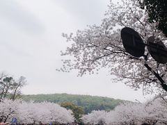 -武汉大学-樱园