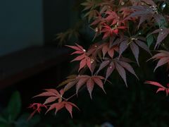 -杭州植物园