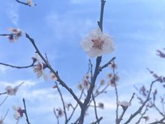 -无锡梅园公园