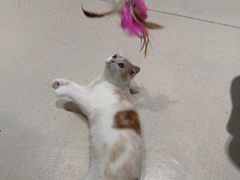 -藏猫猫咖啡主题馆(中央大道店)