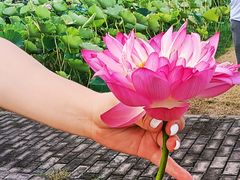 -荷花荡