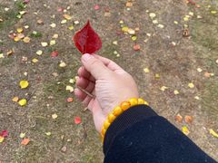 -盘龙城国家考古遗址公园