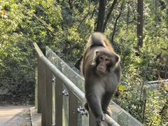 -黔灵山公园-南门售票处