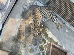 -西霞口神雕山野生动物世界