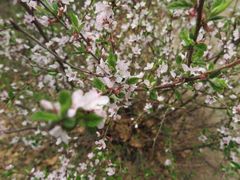 -帽儿山国家森林公园