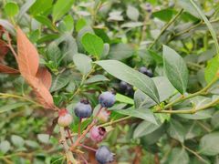 -金谷域澳洲庄园