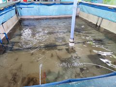 -小象钓虾·营地烧烤(洛溪店)