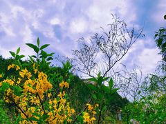 -佛慧山