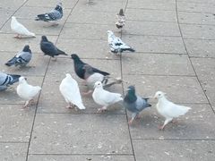 -大连人民广场
