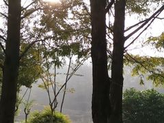 -铁山坪森林公园